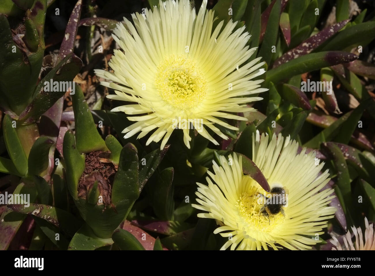 Blassgelbe Mittag Blüten Stockfoto