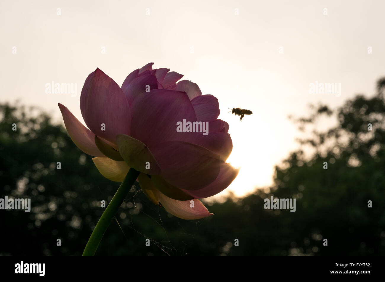 Lotus-Blume und Bumblee-Biene Stockfoto