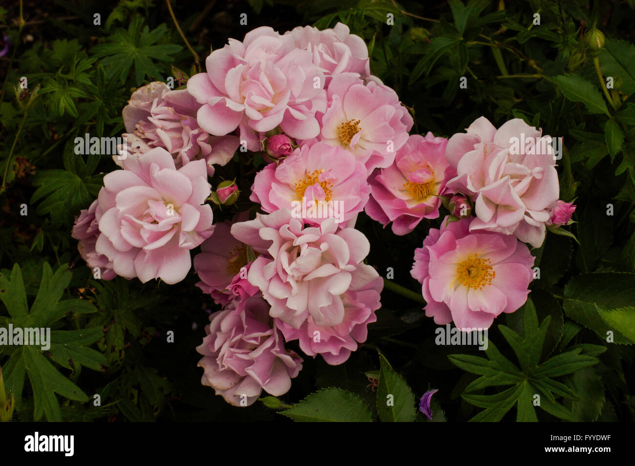 Rose, Rose Mystic Towne und Landschaft Stockfoto