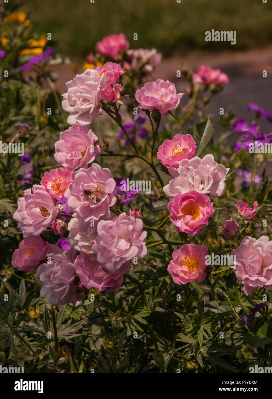 Rose Rosa mystisch, Stadt und Landschaft, Stockfoto