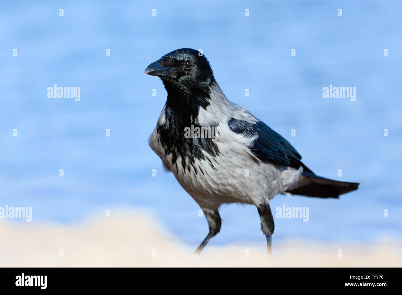 Crow am Strand. Meer im Hintergrund Stockfoto