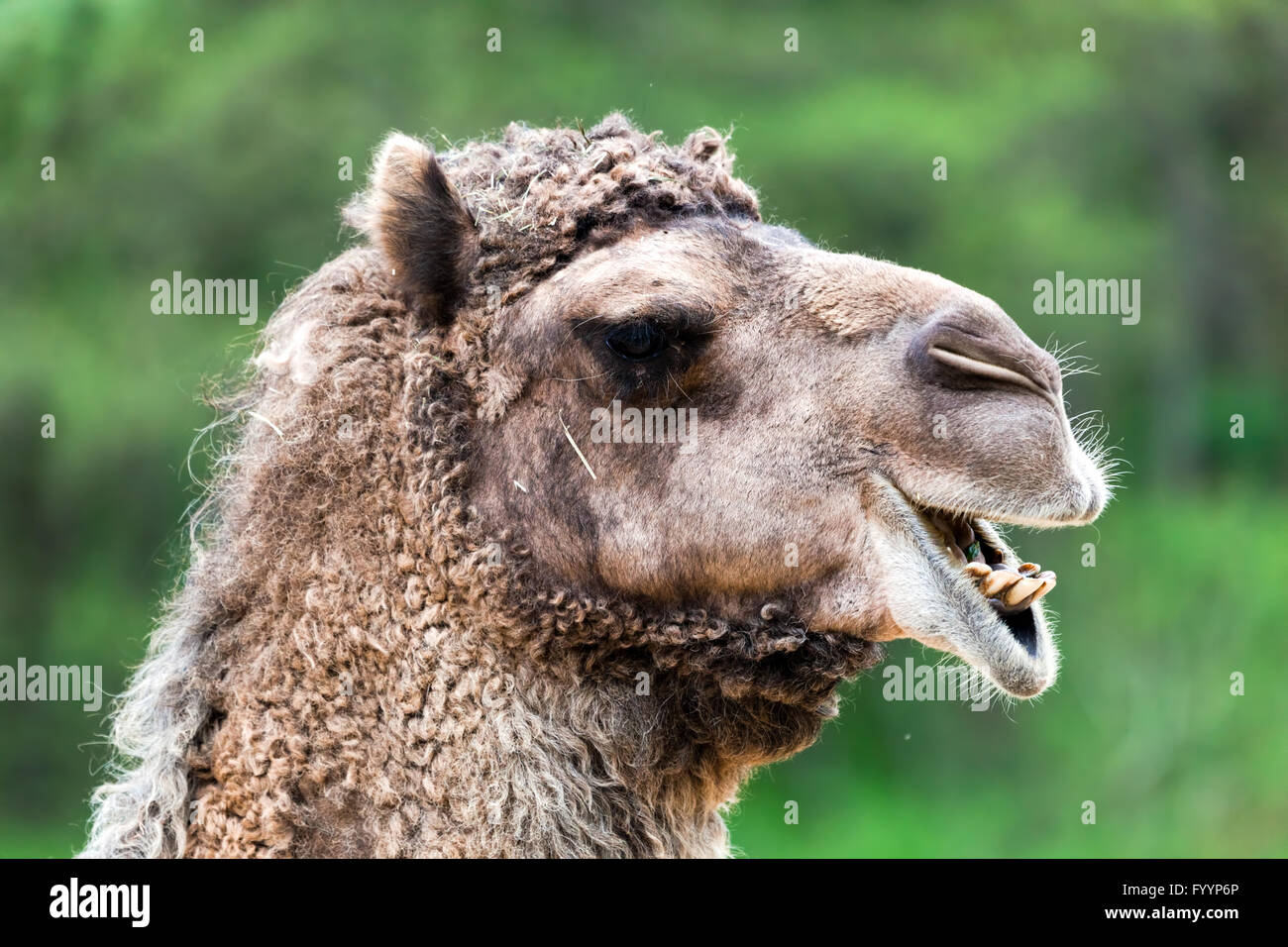 Baktrischen Kamel Porträt. Lustige Ausdruck Stockfoto