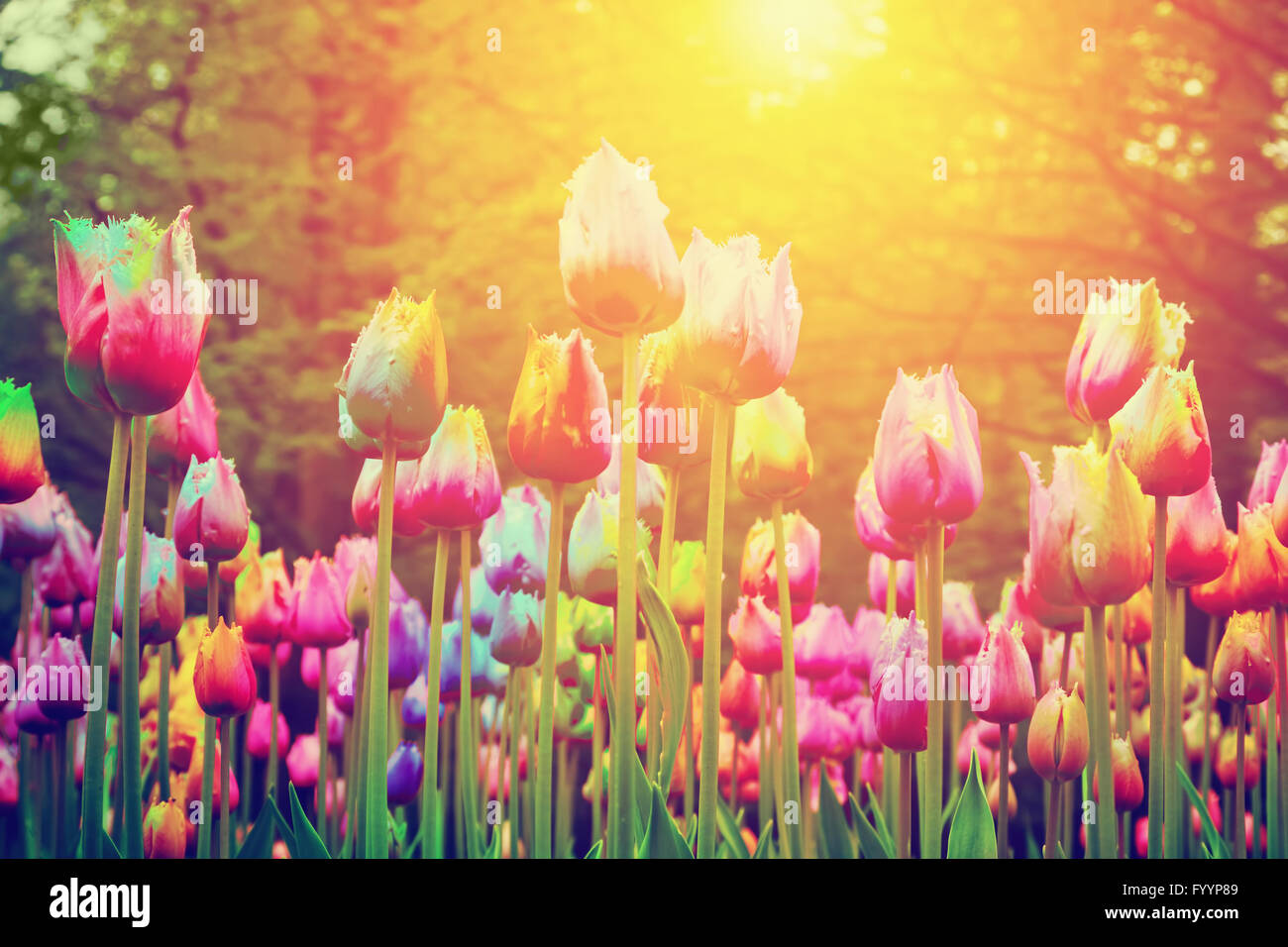Bunte Blumen Stockfoto