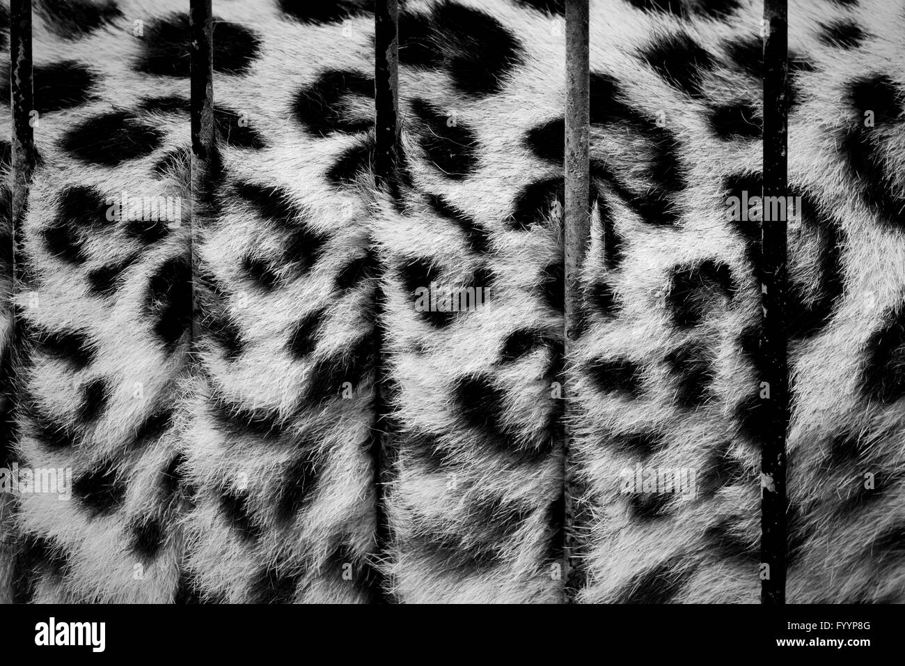 Eine große Katze im Käfig Stockfoto