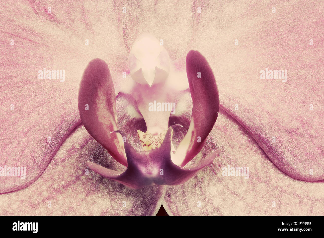 Pink Orchid Flower close-up Stockfoto