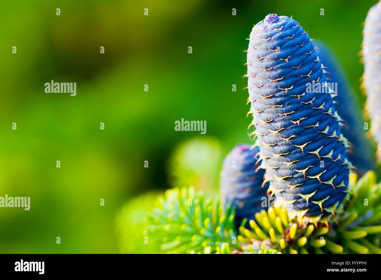 Kaukasische Tanne Baum Zapfen Nahaufnahme. Stockfoto