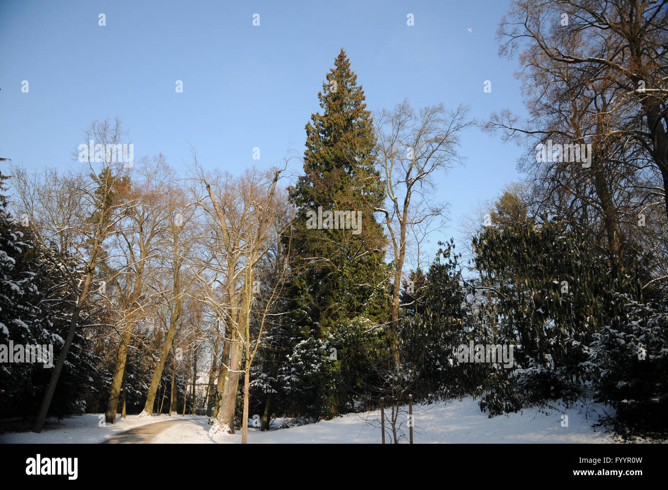 Thuja Plicata, Riesen weiße Zeder Stockfoto