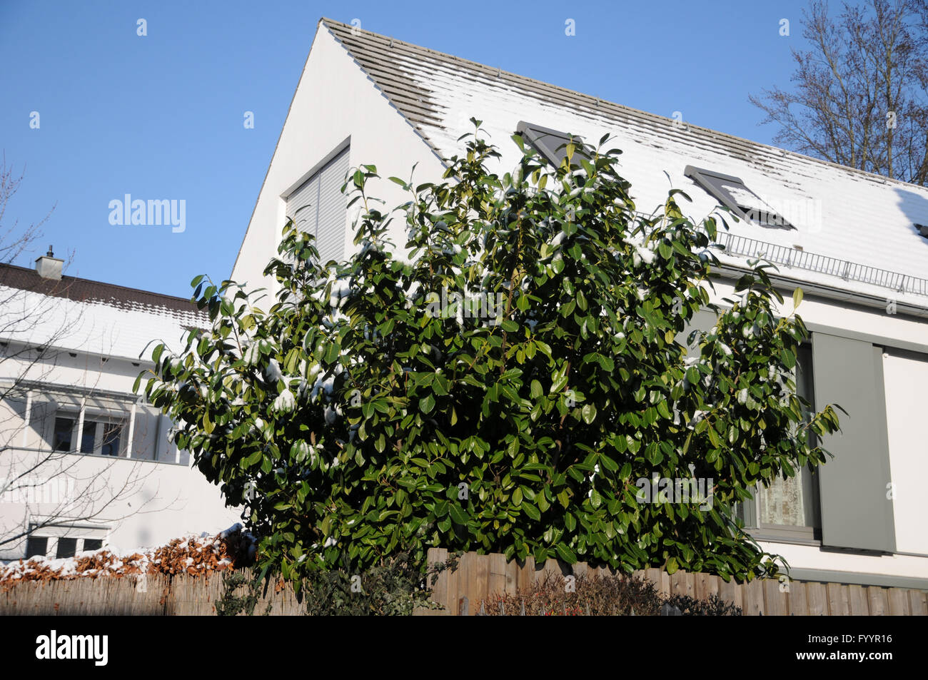 Prunus Laurocerasus, Kirschlorbeer Stockfoto