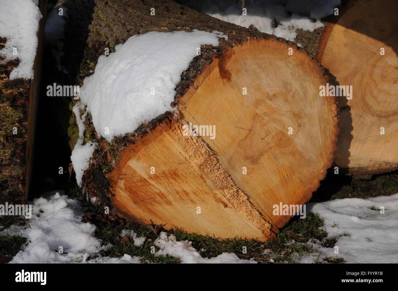 Tilia Cordata, kleinblättrige Linde, Holz Stockfoto