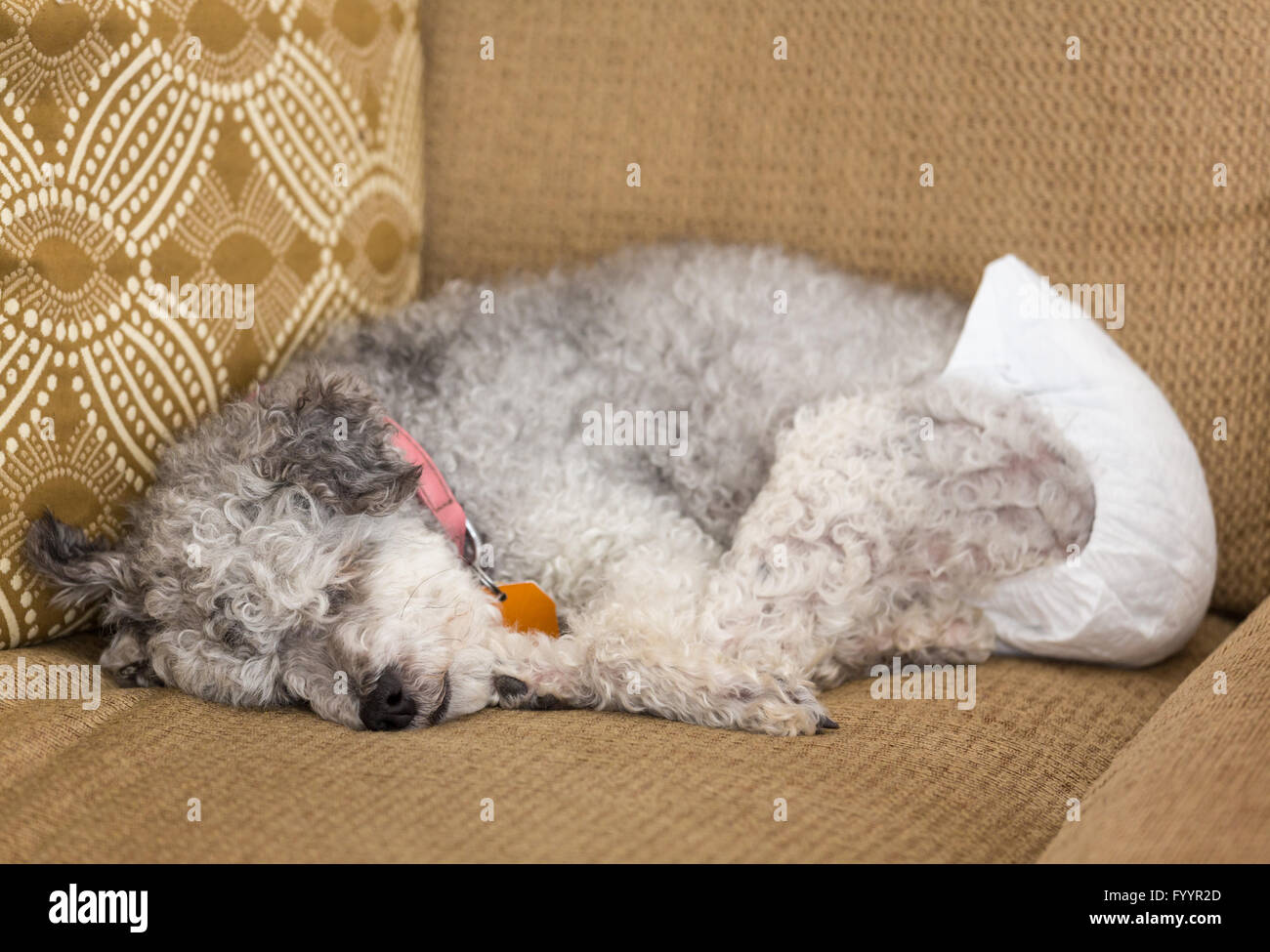 Alte graue Hund trägt eine Doggy Windel Stockfoto
