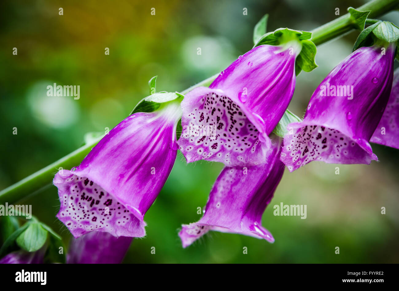 Schöne Blumen lila Fingerhut Stockfoto