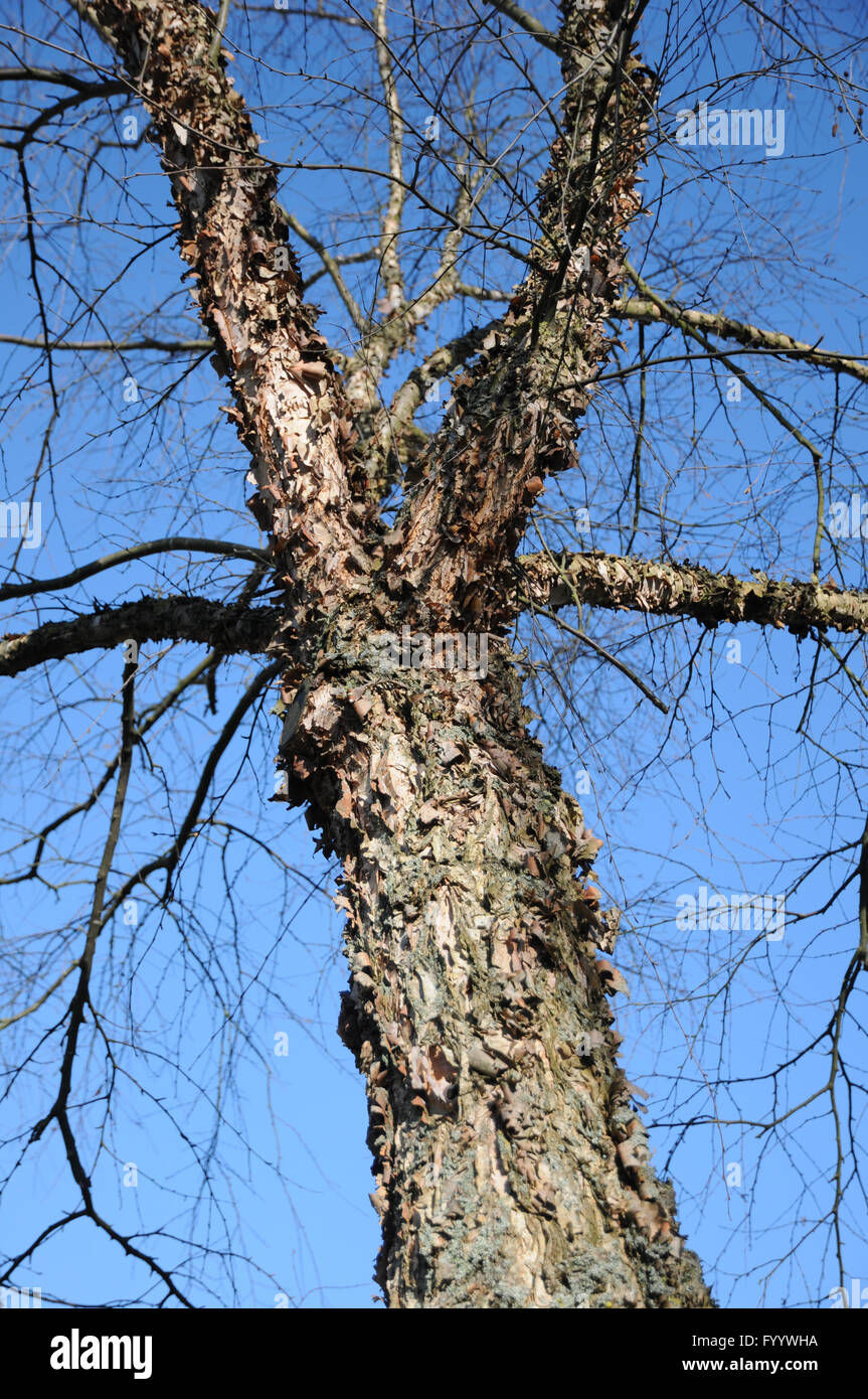Betula Nigra, Fluss-Birke, Rinde Stockfoto