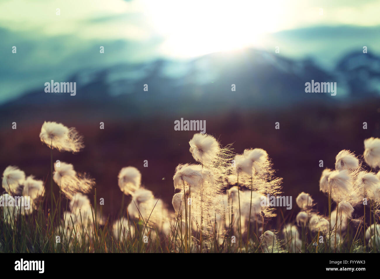 Polar Blumen Stockfoto