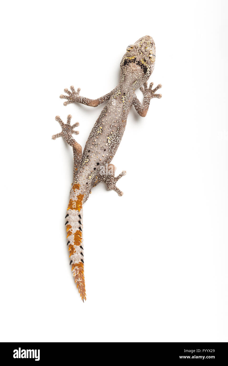 Nördlichen Langusten-tailed Gecko, Strophurus Ciliaris, ein Mitglied der Familie Diplodactylidae.  In Gefangenschaft (orig.-Australien) Stockfoto