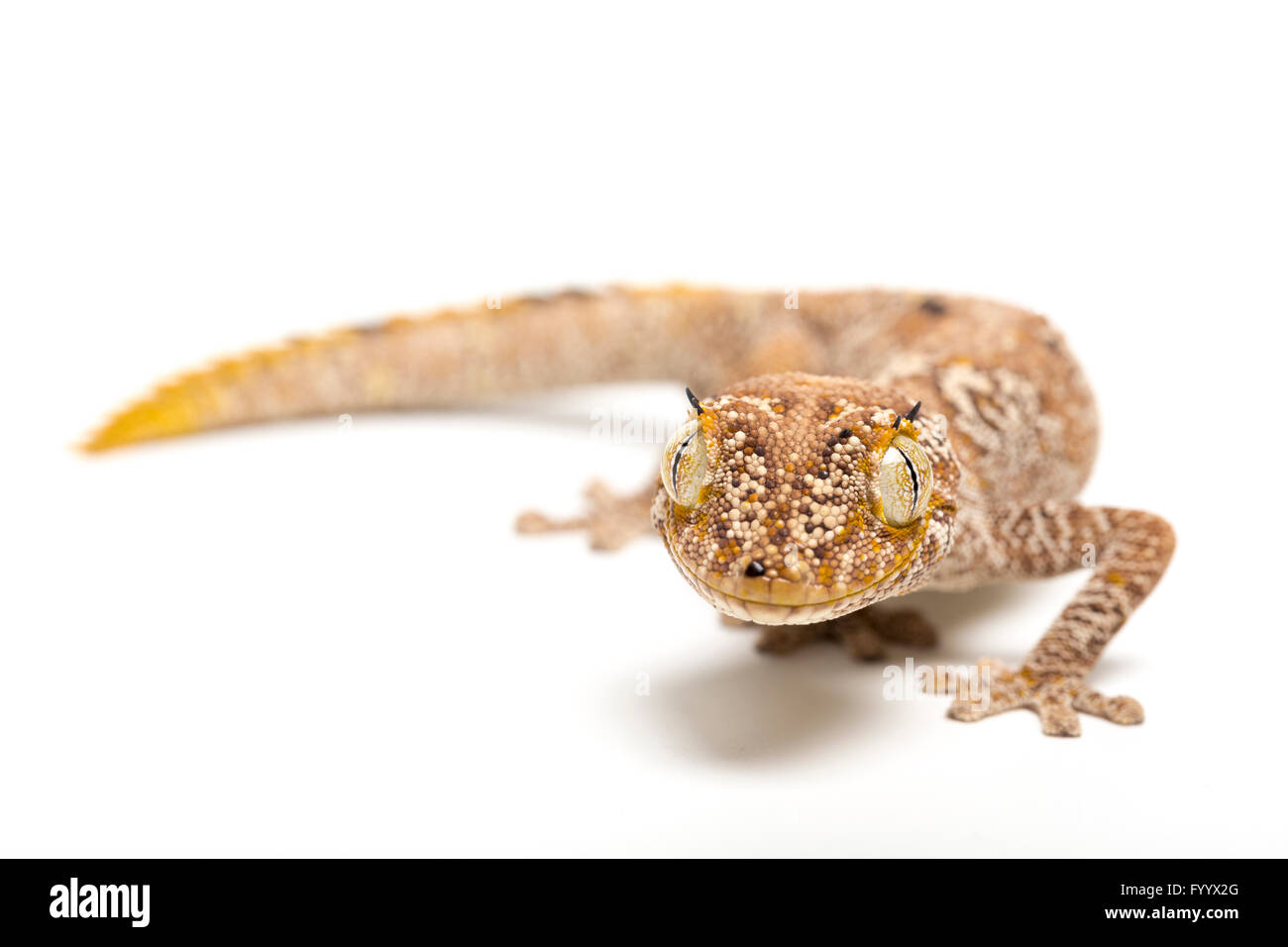 Nördlichen Langusten-tailed Gecko, Strophurus Ciliaris, ein Mitglied der Familie Diplodactylidae.  In Gefangenschaft (orig.-Australien) Stockfoto