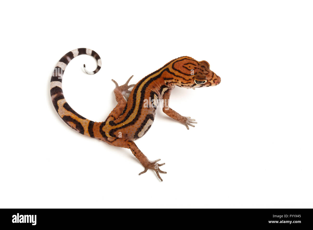 Yucatán gebändert Gecko, Coleonyx Elegans, Erwachsener. Zentral-Amerika. Ein Mitglied der Familie Eublepharidae (Captive) Stockfoto