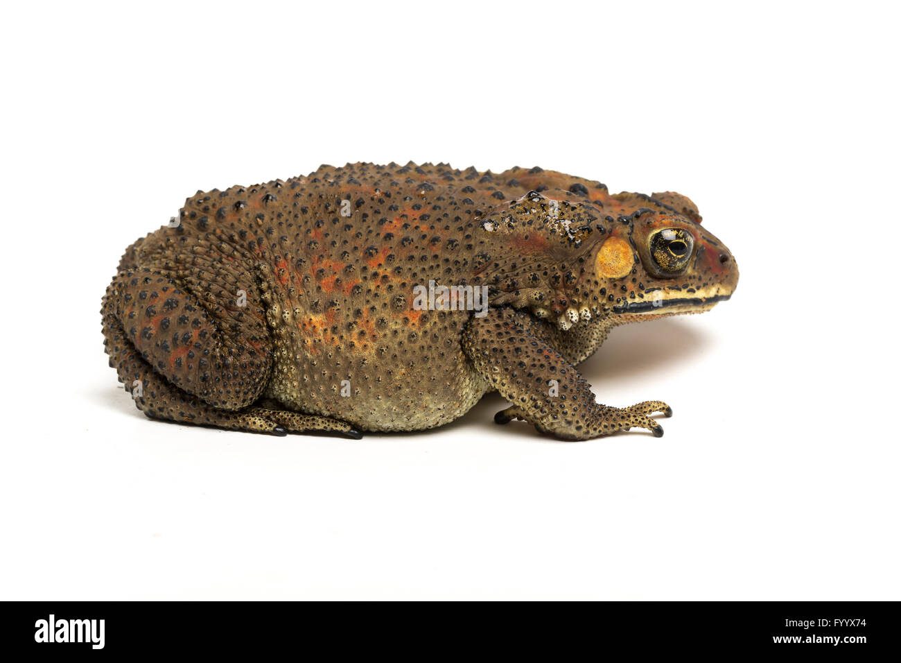 Schwarz-spined Kröte, asiatische gemeinsame Kröte oder asiatischen Kröte, Duttaphrynus Melanostictus, Südost-Asien (Captive). Ehemals Bufo Melanostictus. Stockfoto