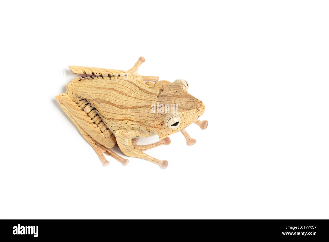 Datei-Schmuckschildkröte Laubfrosch, Polypedates Otophilus, ein Mitglied der Familie Rhacophoridae, Südost-Asien (Captive) Stockfoto