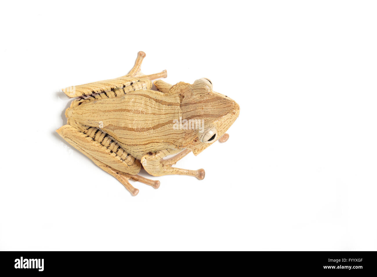 Datei-Schmuckschildkröte Laubfrosch, Polypedates Otophilus, ein Mitglied der Familie Rhacophoridae SE Asien (Captive) Stockfoto