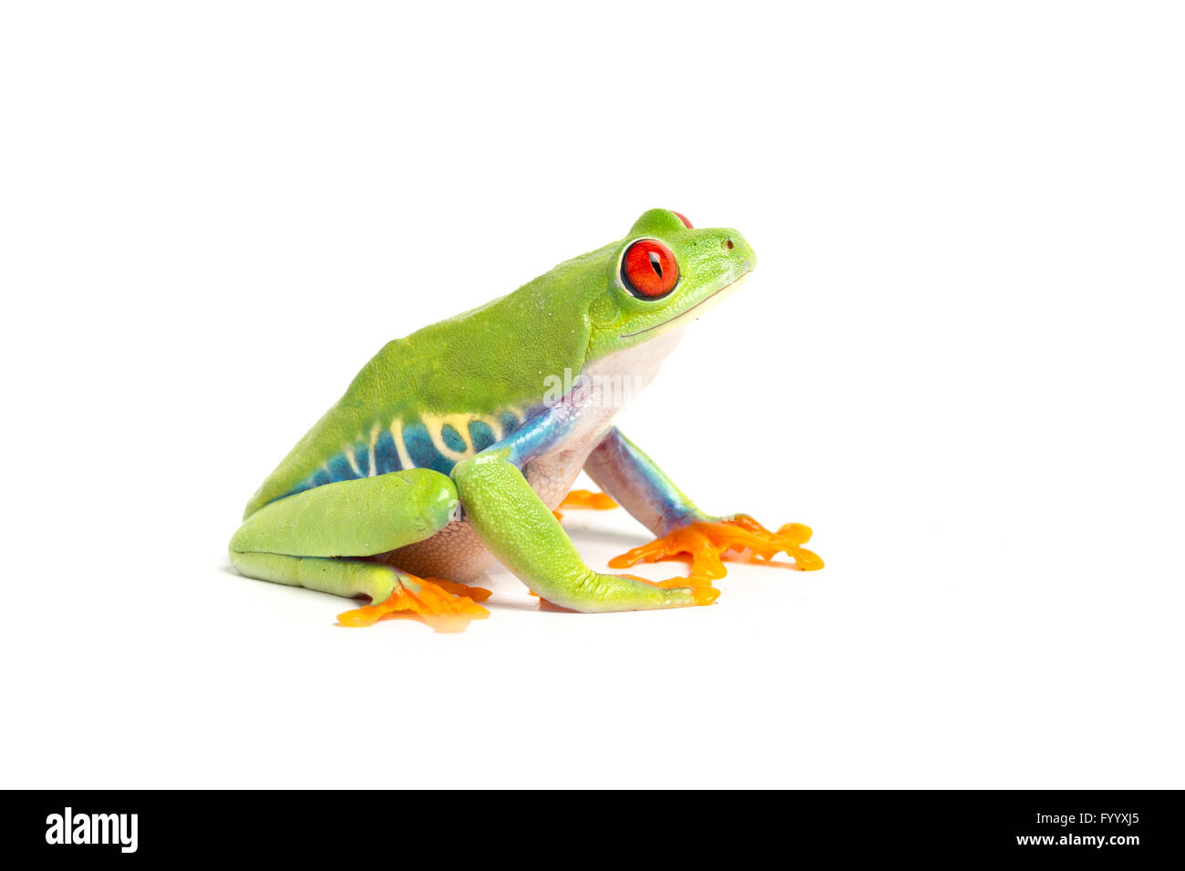 Rotäugigen Blatt Frosch, Agalychnis Callidryas, Zentral-Amerika, ein Mitglied der Hylidae Stockfoto