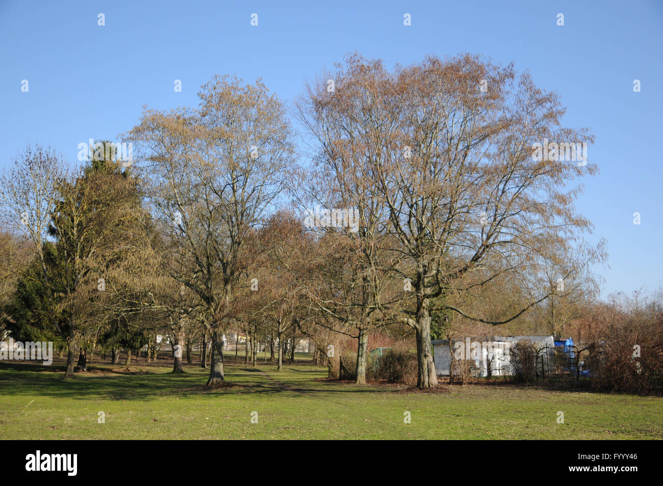 Alnus Incana, graue Erle Stockfoto