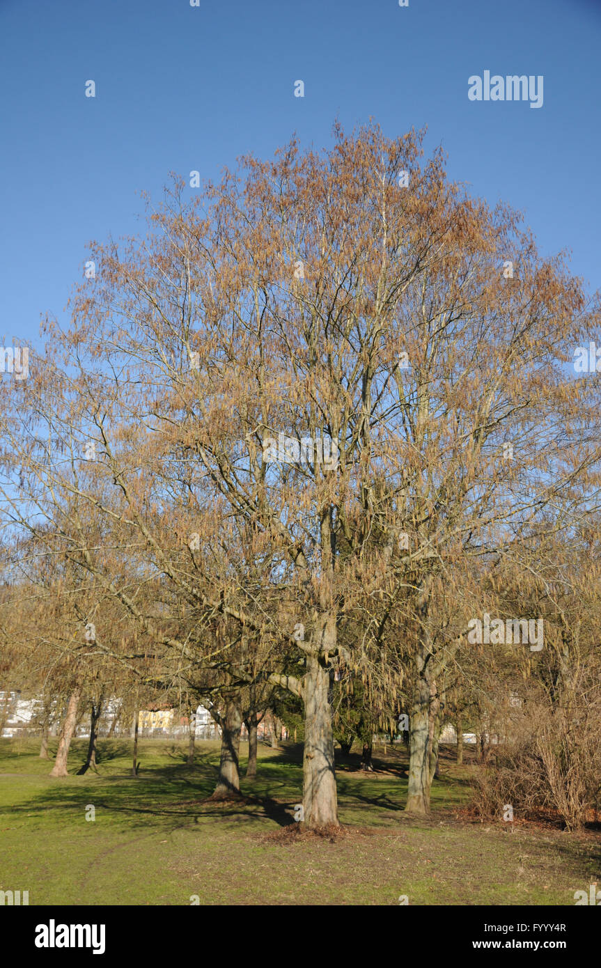 Alnus Incana, graue Erle Stockfoto