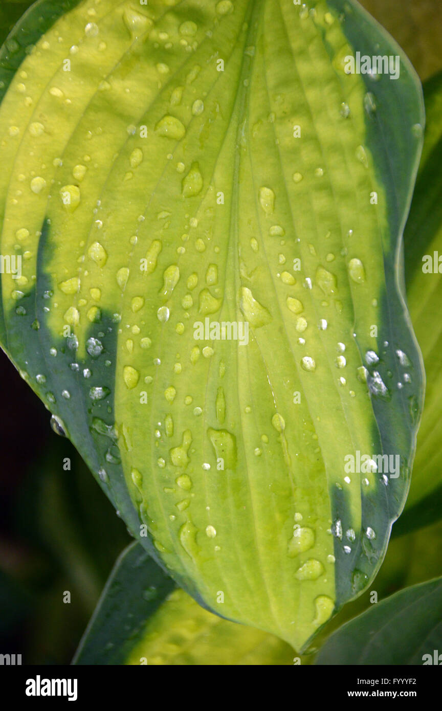 Nahaufnahme von Hosta (Captain Kirk) mit Regentropfen auf den Blättern auf der Southport Herbst Flower Show. Lancashire UK. Stockfoto