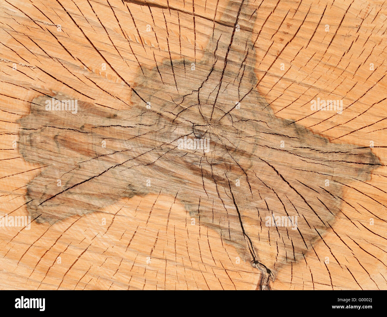 Querschnitt der Holzscheite Stockfoto