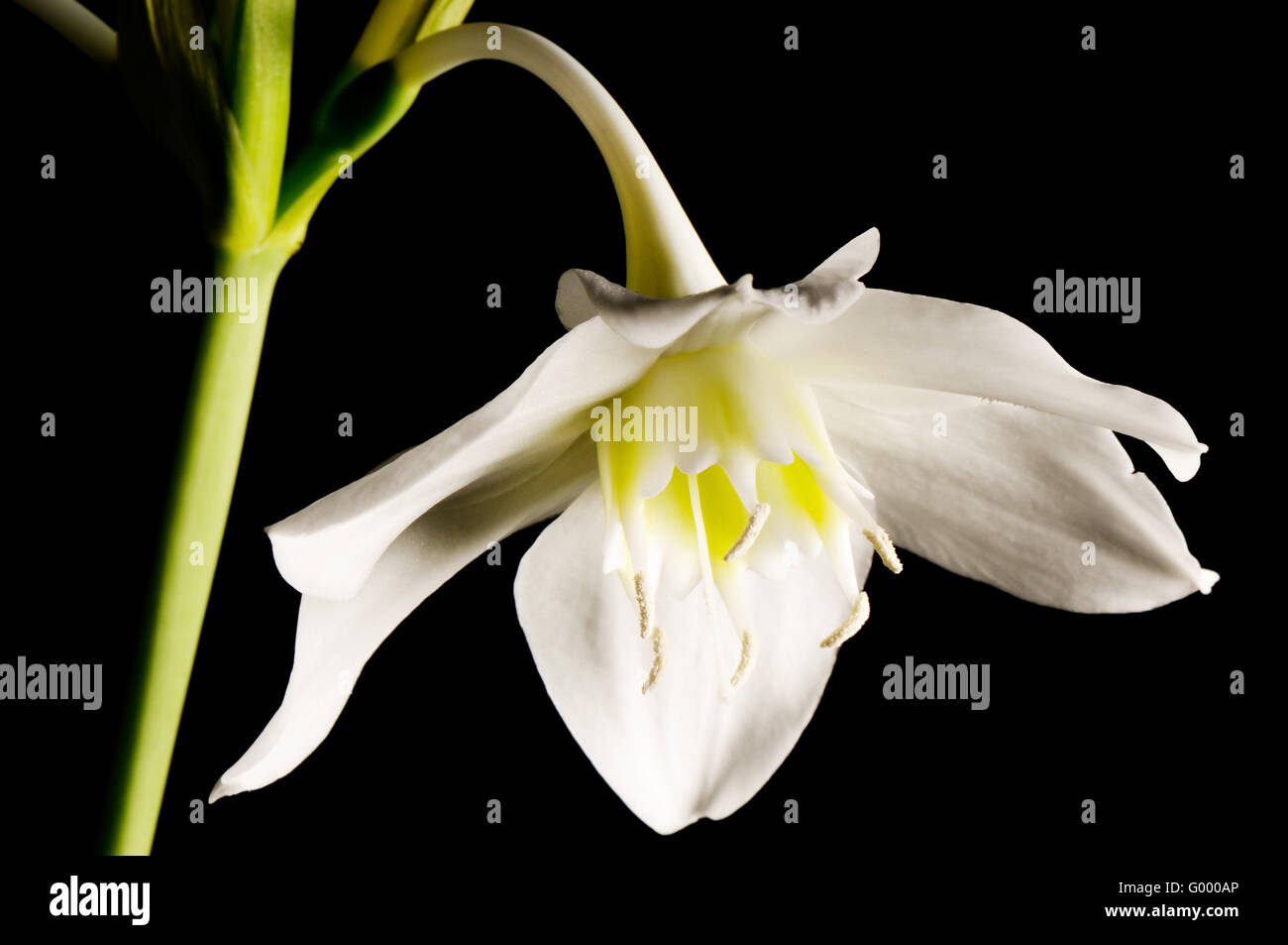 Blühende Lilie an grünem Stiel Stockfoto
