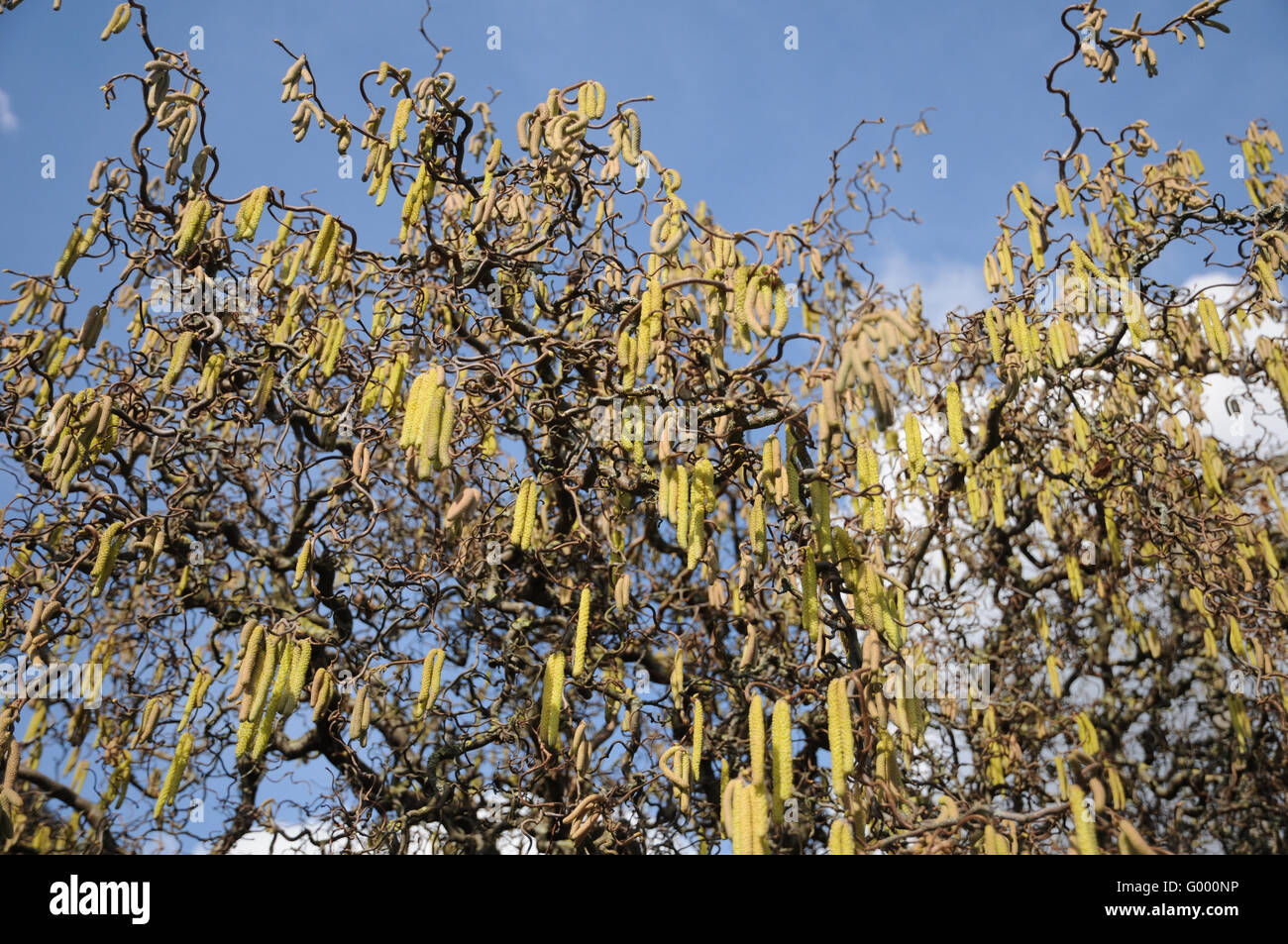 Corylus Avellana Contorta KorkenzieherHasel Stockfotografie Alamy