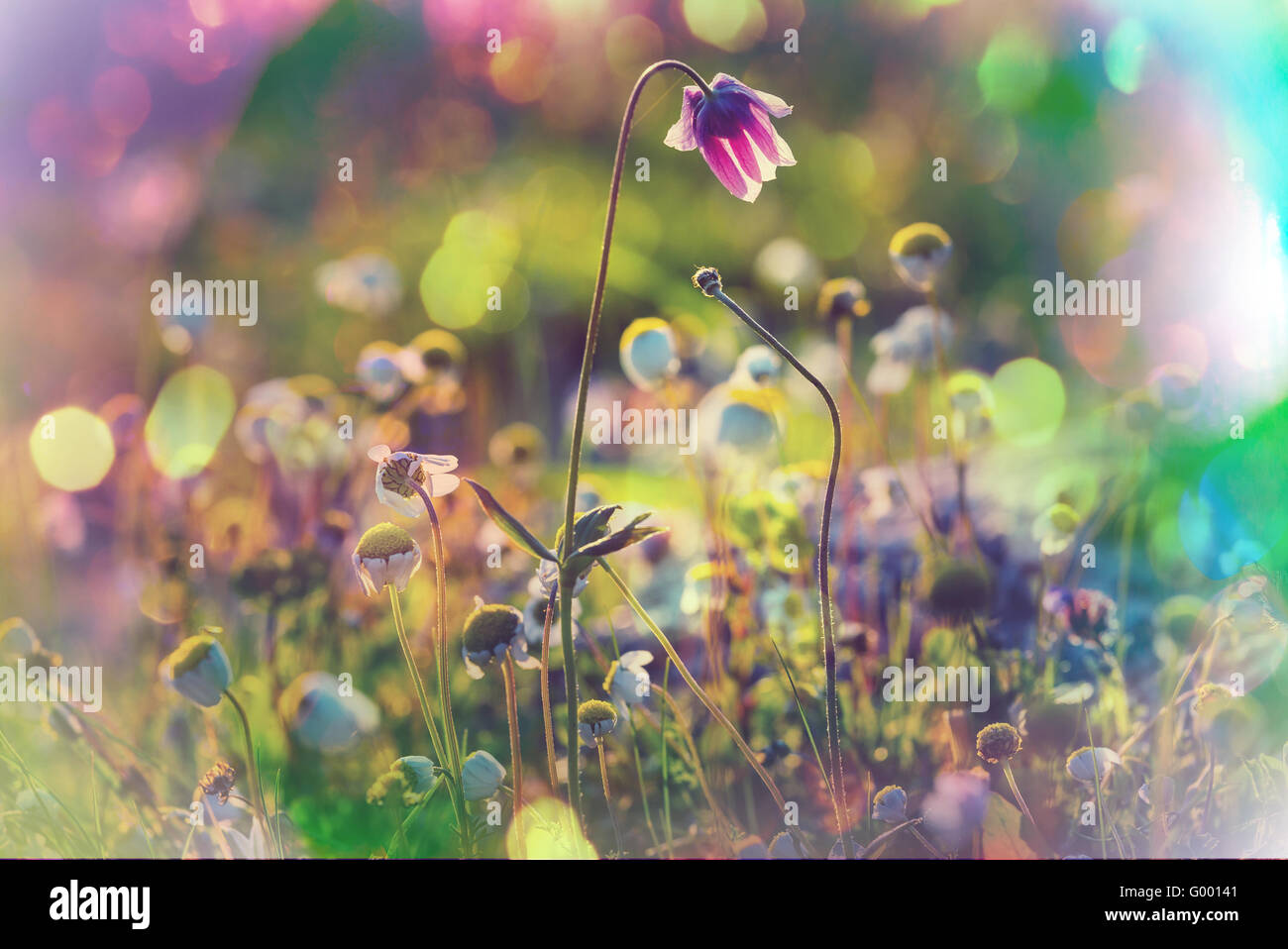Blumen Wiese Stockfoto