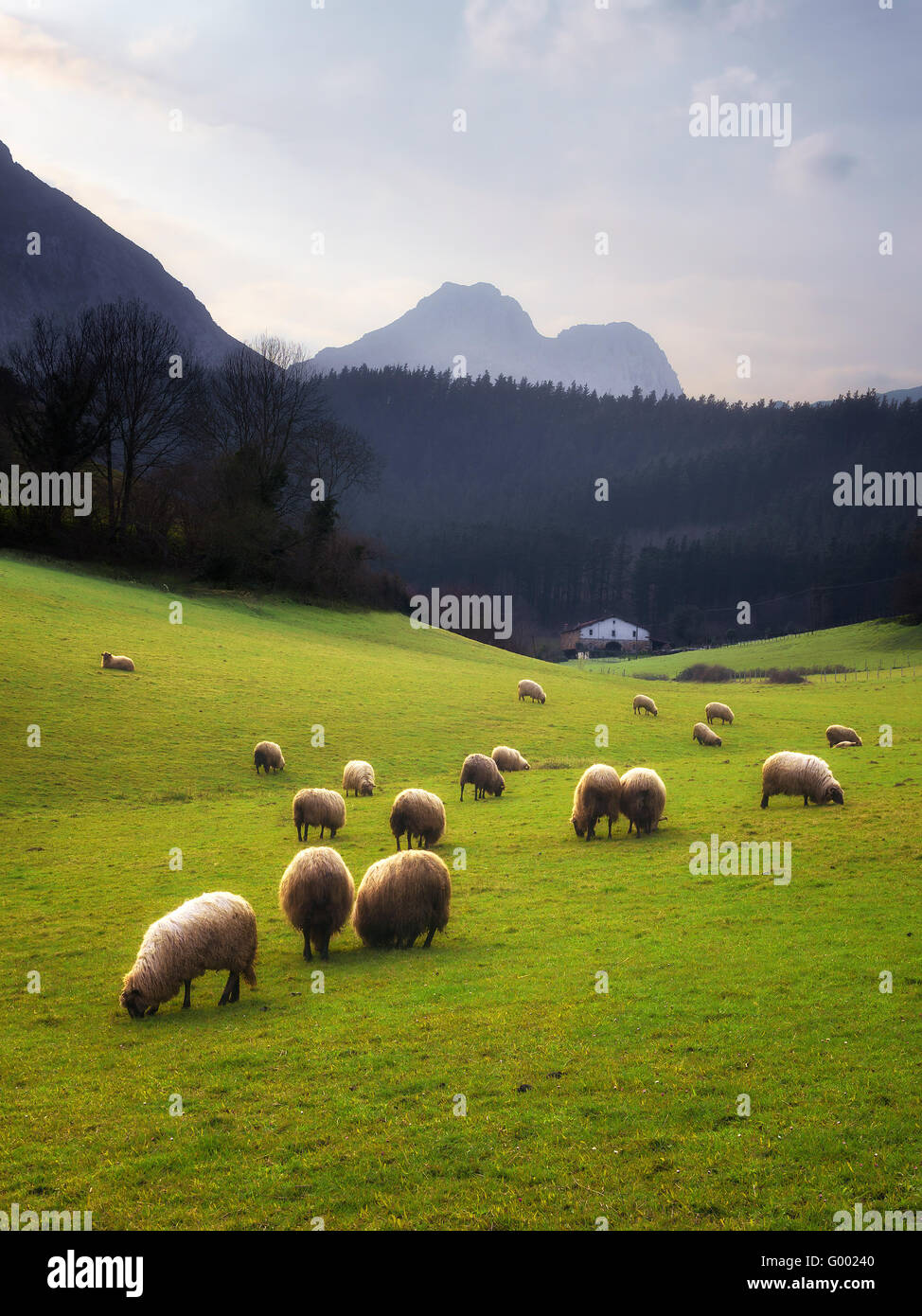 Kulturlandschaft mit Schafbeweidung im Baskenland Stockfoto
