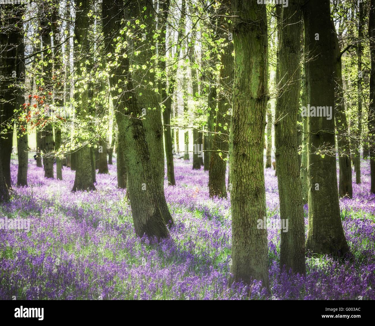 Farbbild der Glockenblumen Blüte in einem Wald im Frühjahr. Stockfoto