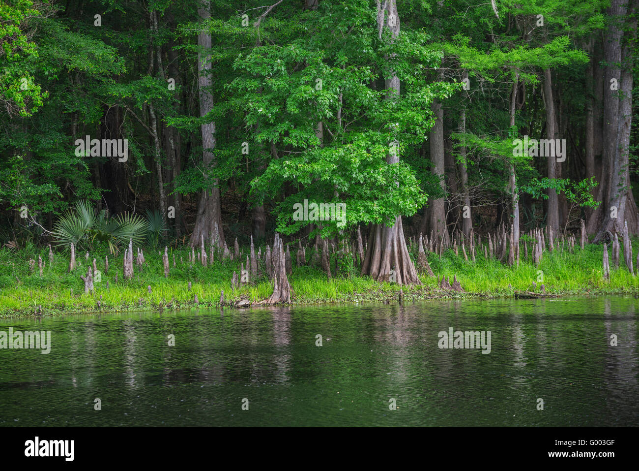 Santa Fe-Fluss in Nord-Zentral-Florida. Stockfoto