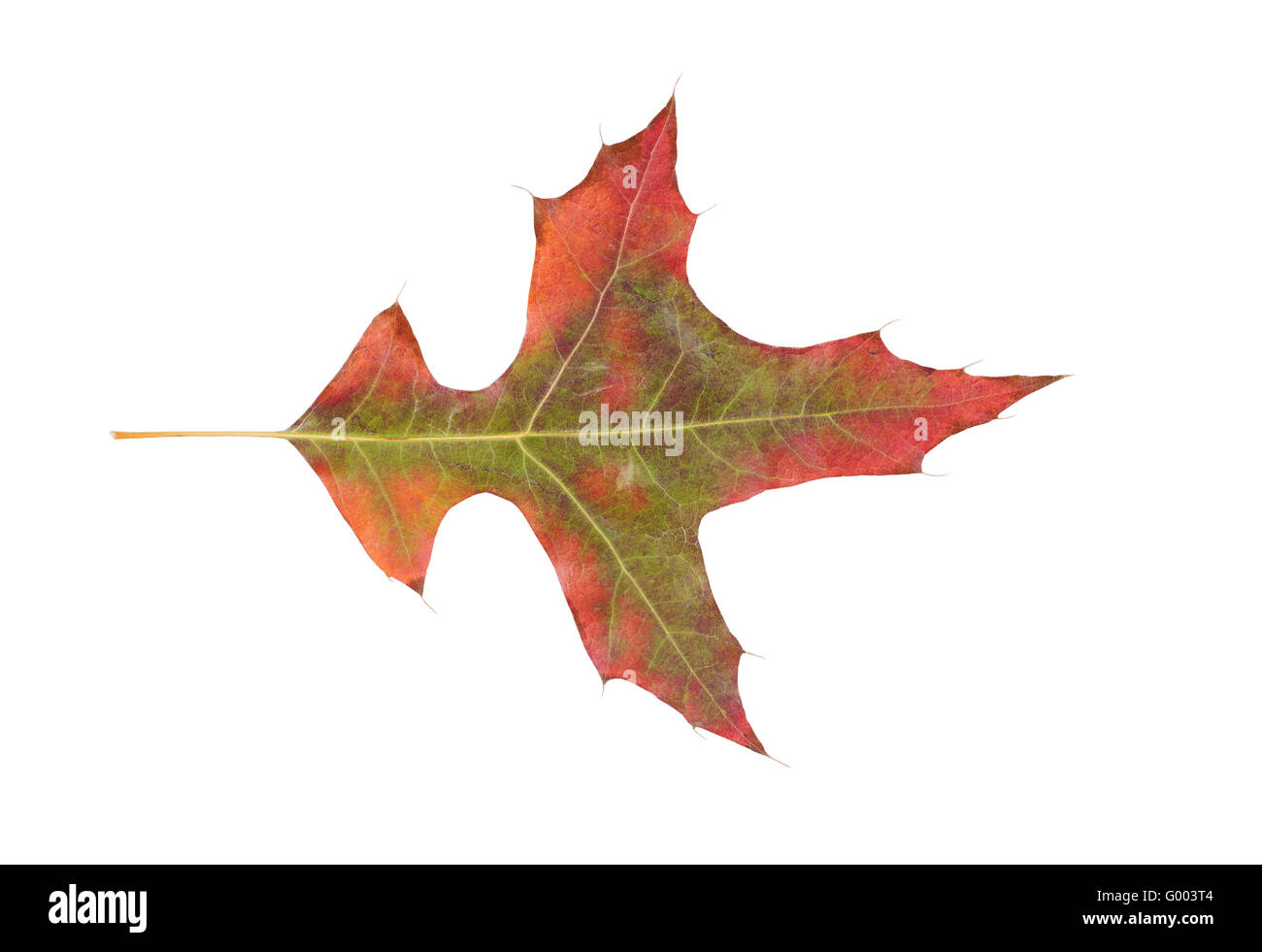 verblassen im Herbst Blatt auf weißem Hintergrund Stockfoto