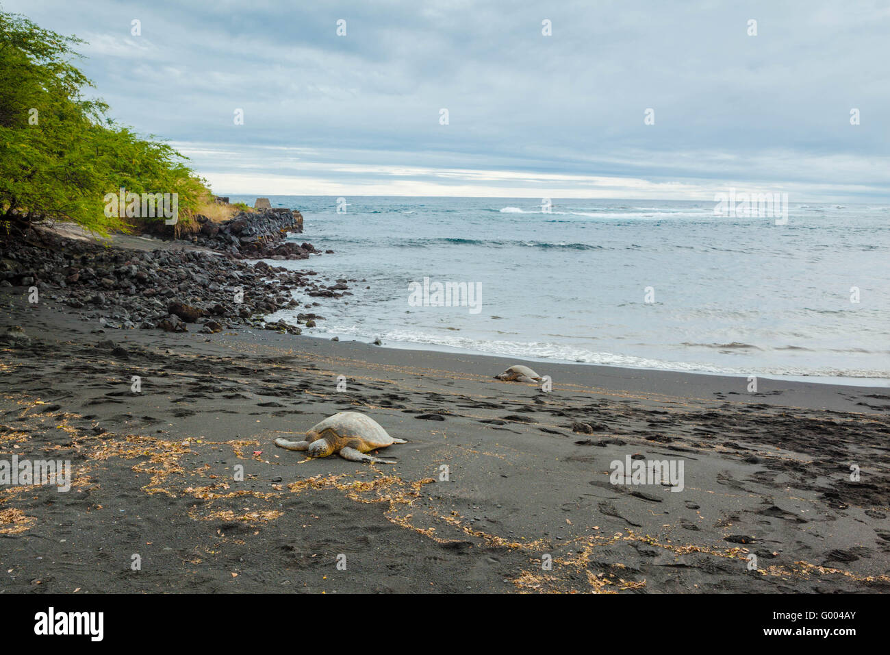 Grüne Meeresschildkröten Stockfoto