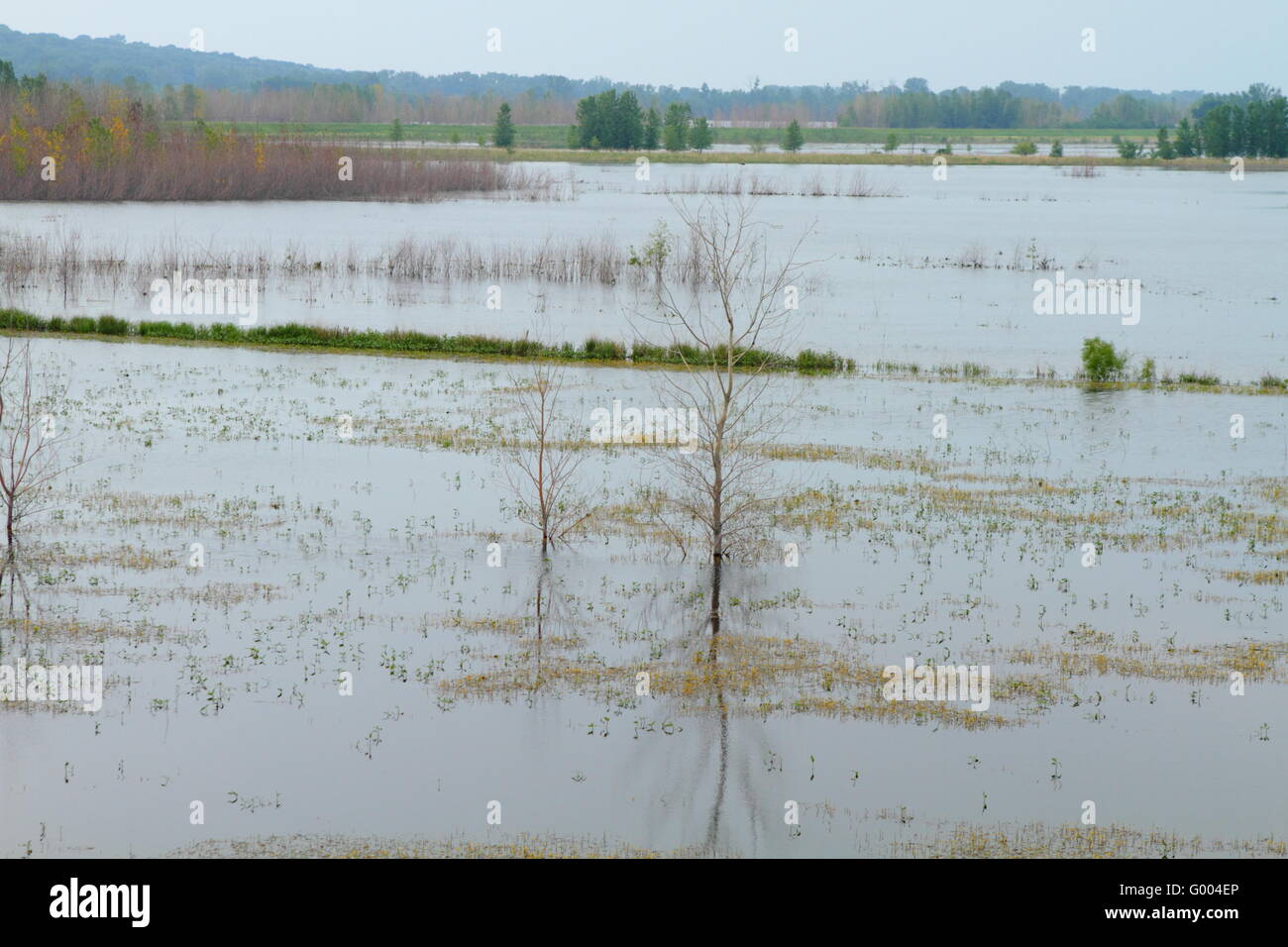 Bäume und Straßen mit Hochwasser Stockfoto