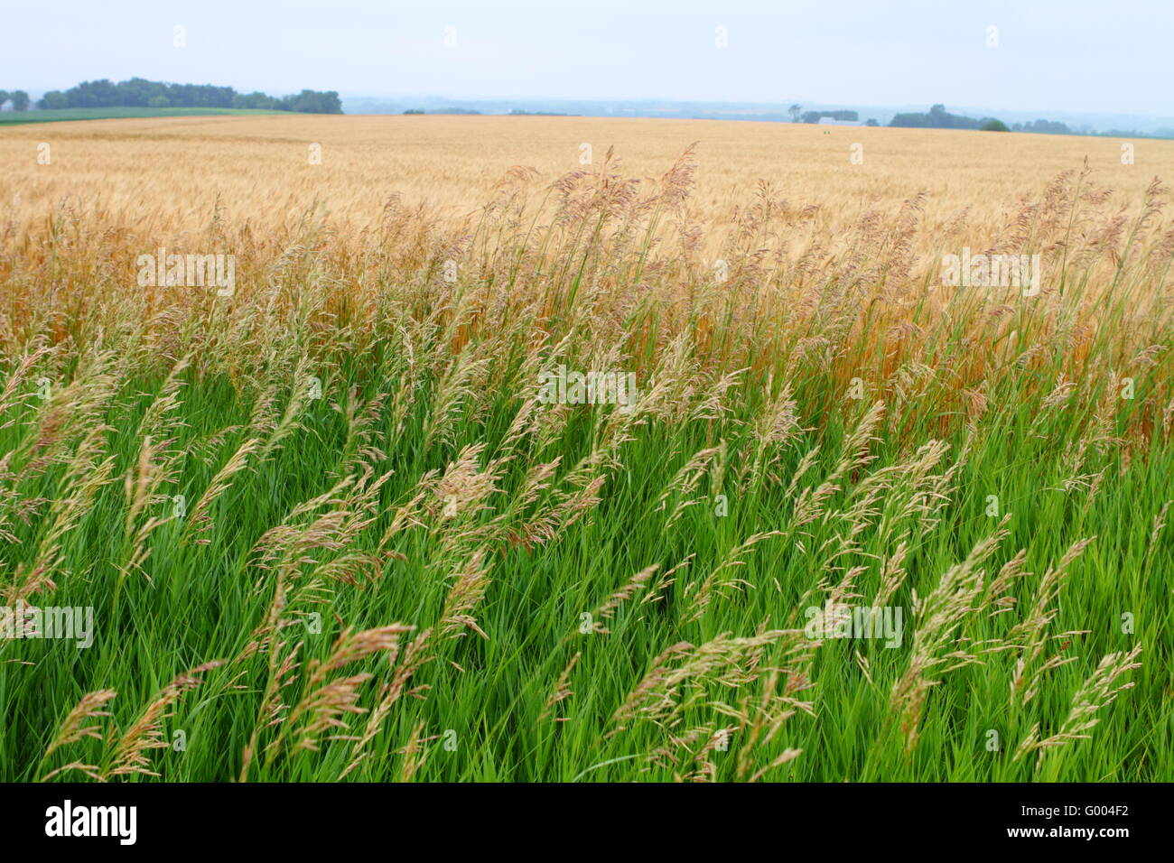 Schönen Gebiet der goldene Weizen Stockfoto