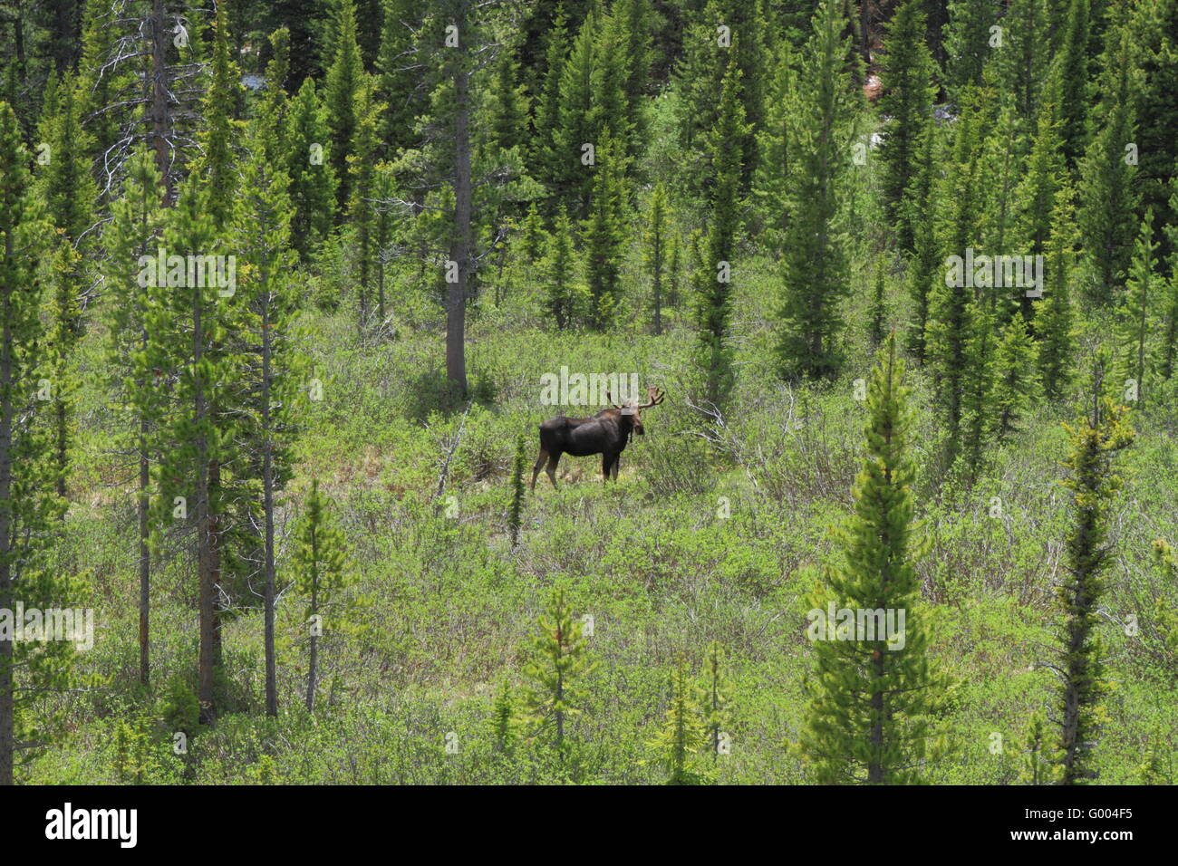 Ein Elch Fütterung in Wyoming Wald Stockfoto
