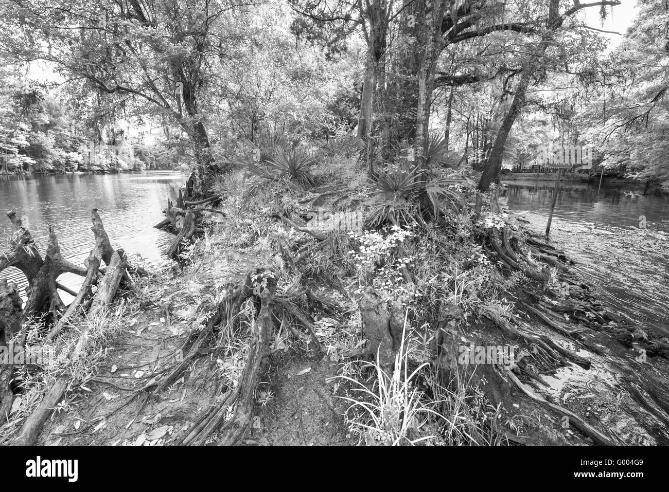 PoE Springs Park verfügt über eine Süßwasserquelle fließenden heraus zu den nahe gelegenen Santa Fe-Fluss in Nord-Zentral-Florida. Stockfoto