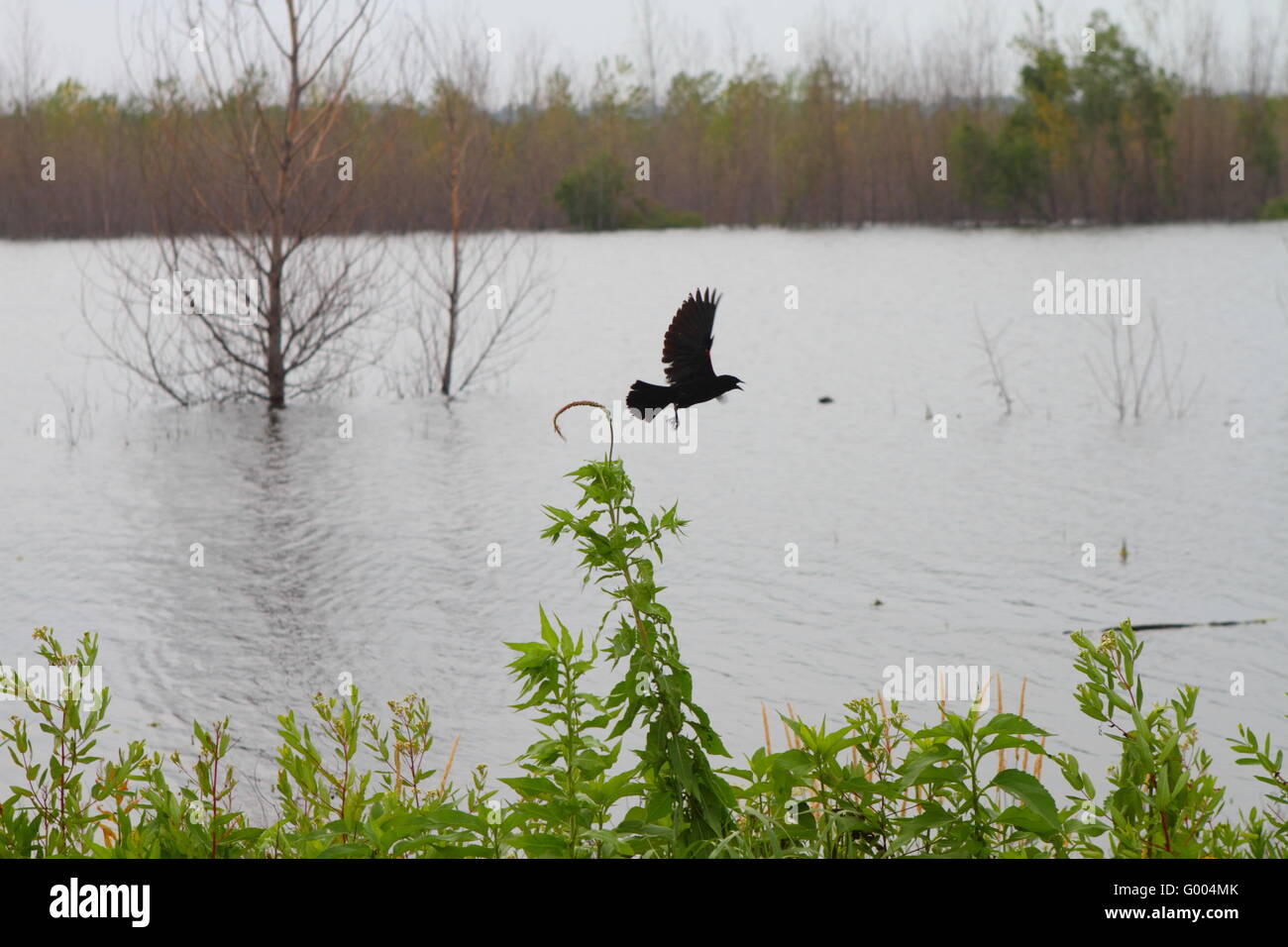 Vögel fliegen weg von überschwemmtes Gebiet Stockfoto