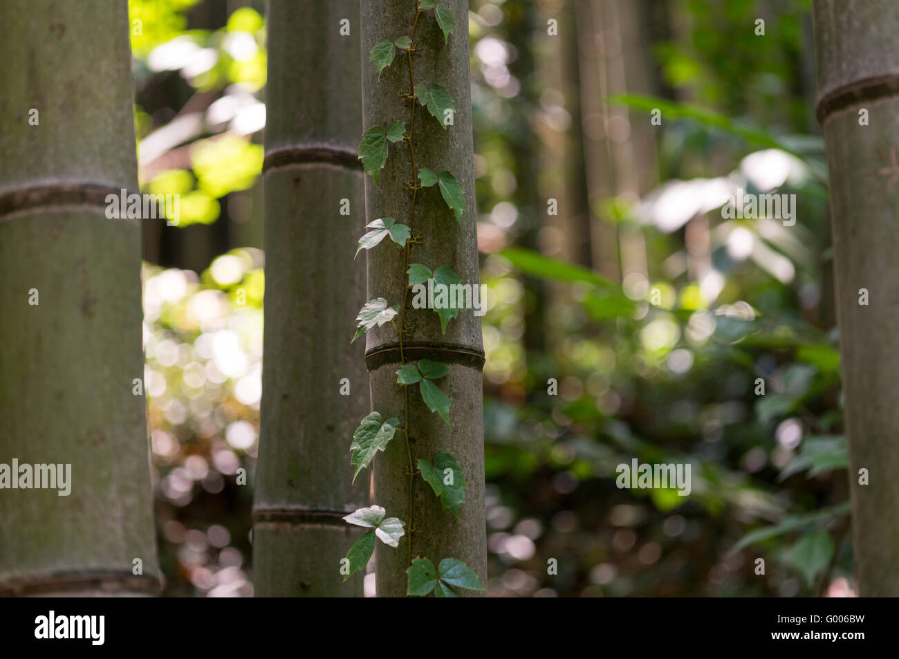 Bambus-Wald Stockfoto