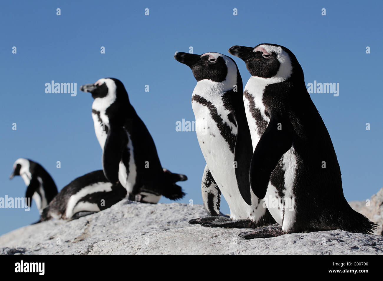 Afrikanische Pinguine auf einem Felsen Stockfoto