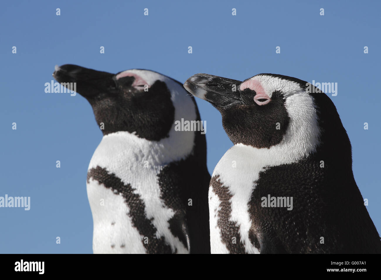 Porträt von zwei afrikanischen Pinguine Stockfoto