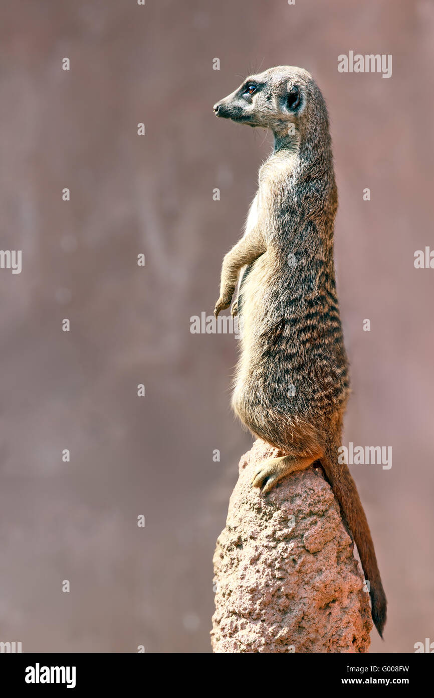 Lustig und niedlich Erdmännchen oder Suricate Stockfoto