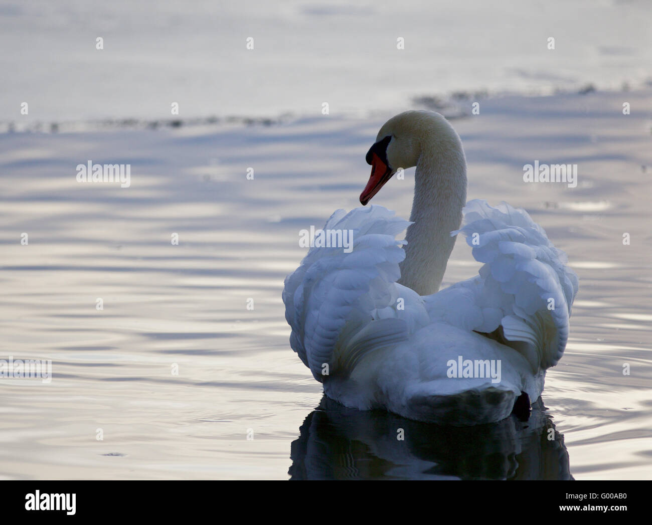 Schönes Bild mit der Höckerschwan im See Stockfoto