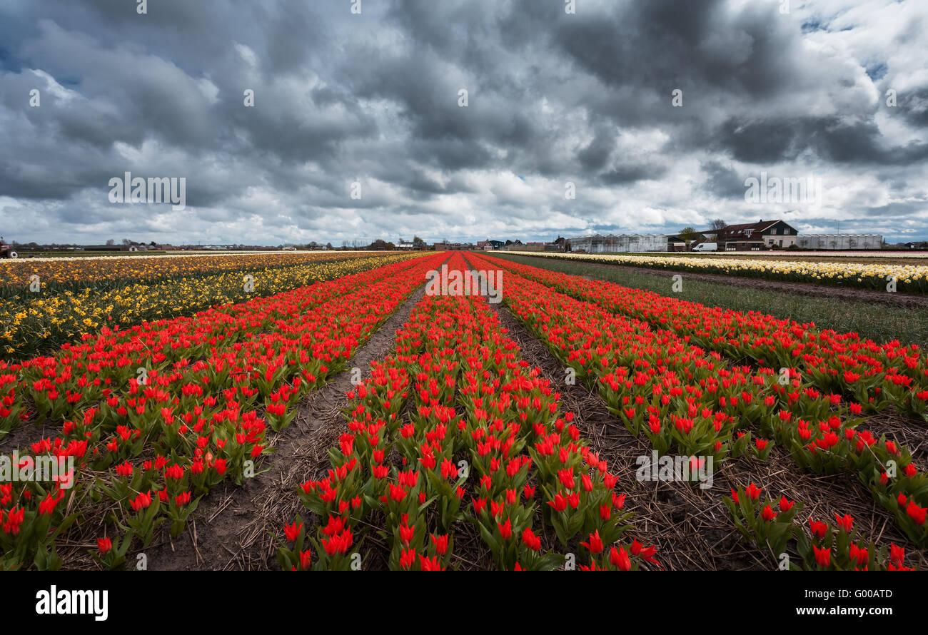 Tulpen. Schöne bunte rote Tulpe Blumen im Frühling, lebendige Blumenkarte, Blumenfelder in Niederlande Stockfoto
