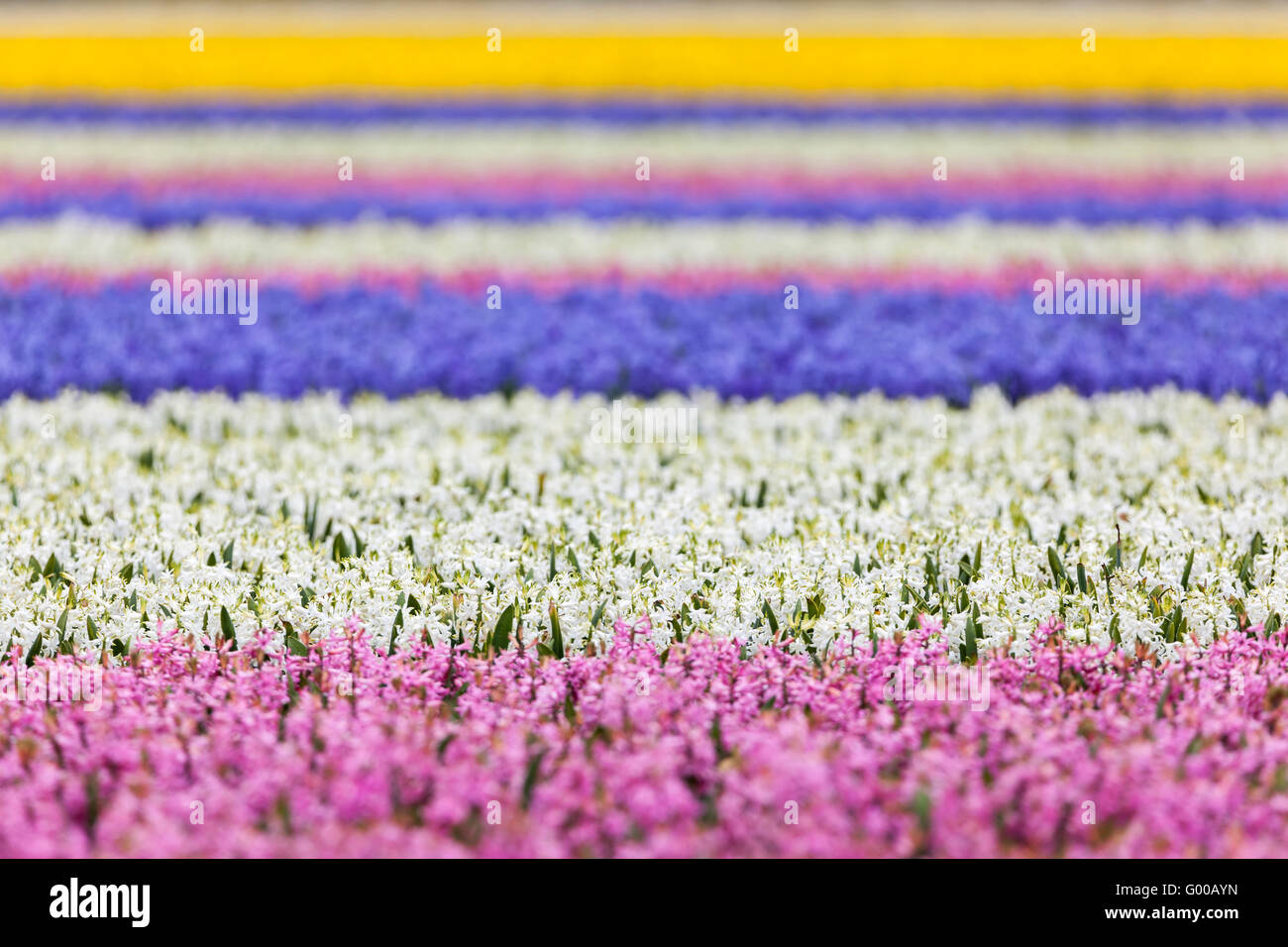 Hyazinthe. Schöne bunte rosa, weiß, gelb und blau Hyazinthenblumen im Frühlingsgarten, lebendige floraler Hintergrund, Blume Stockfoto