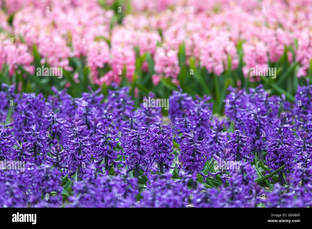 Hyazinthe. Schöne bunte rosa und blau Hyazinthenblumen im Frühlingsgarten, lebendige Blumenkarte, Blumenwiesen Stockfoto