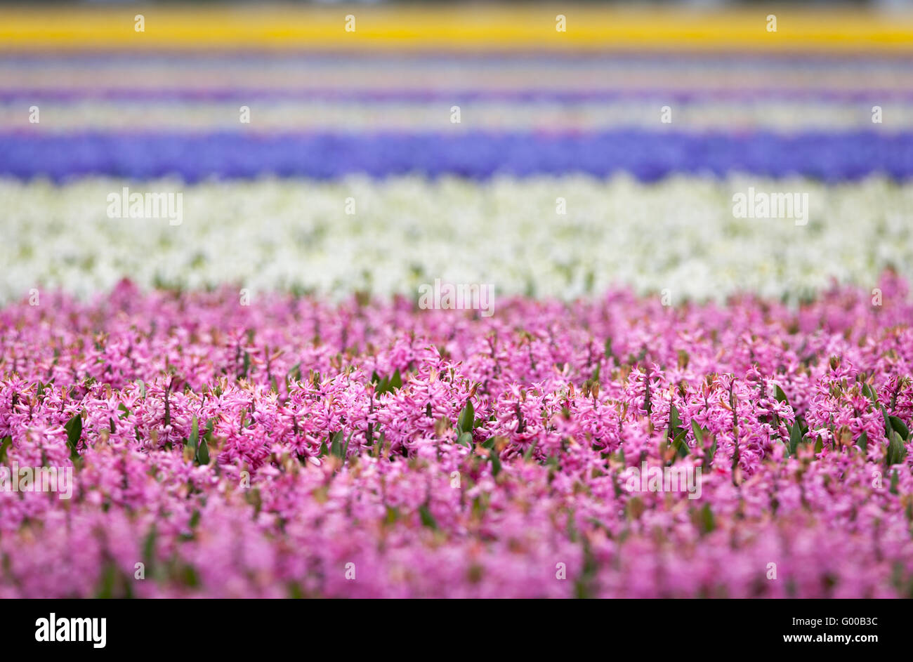 Hyazinthe. Schöne bunte rosa, weiß, gelb und blau Hyazinthenblumen im Frühlingsgarten, lebendige floraler Hintergrund, Blume f Stockfoto